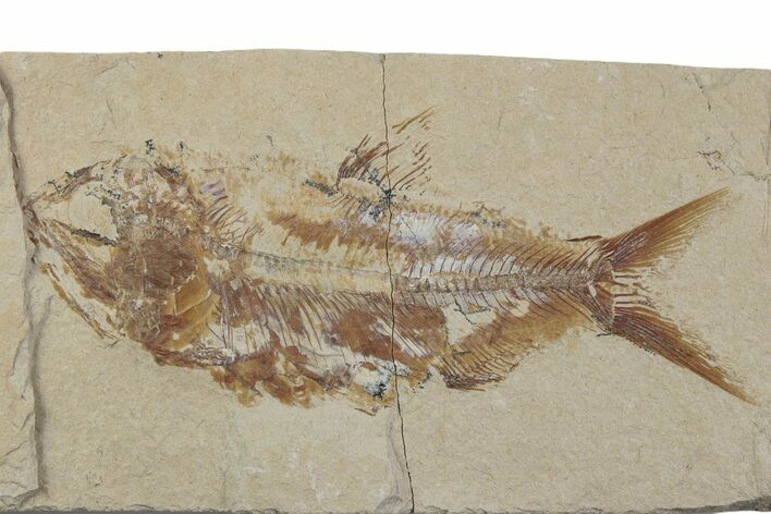 Cretaceous Fossil Fish (Sedenhorstia) - Lebanon #376352